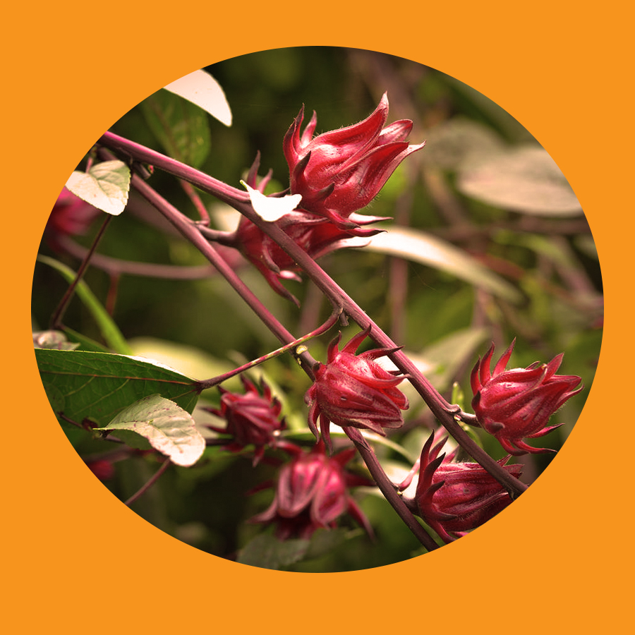 Hibiscus sabdariffa or roselle fruits flower