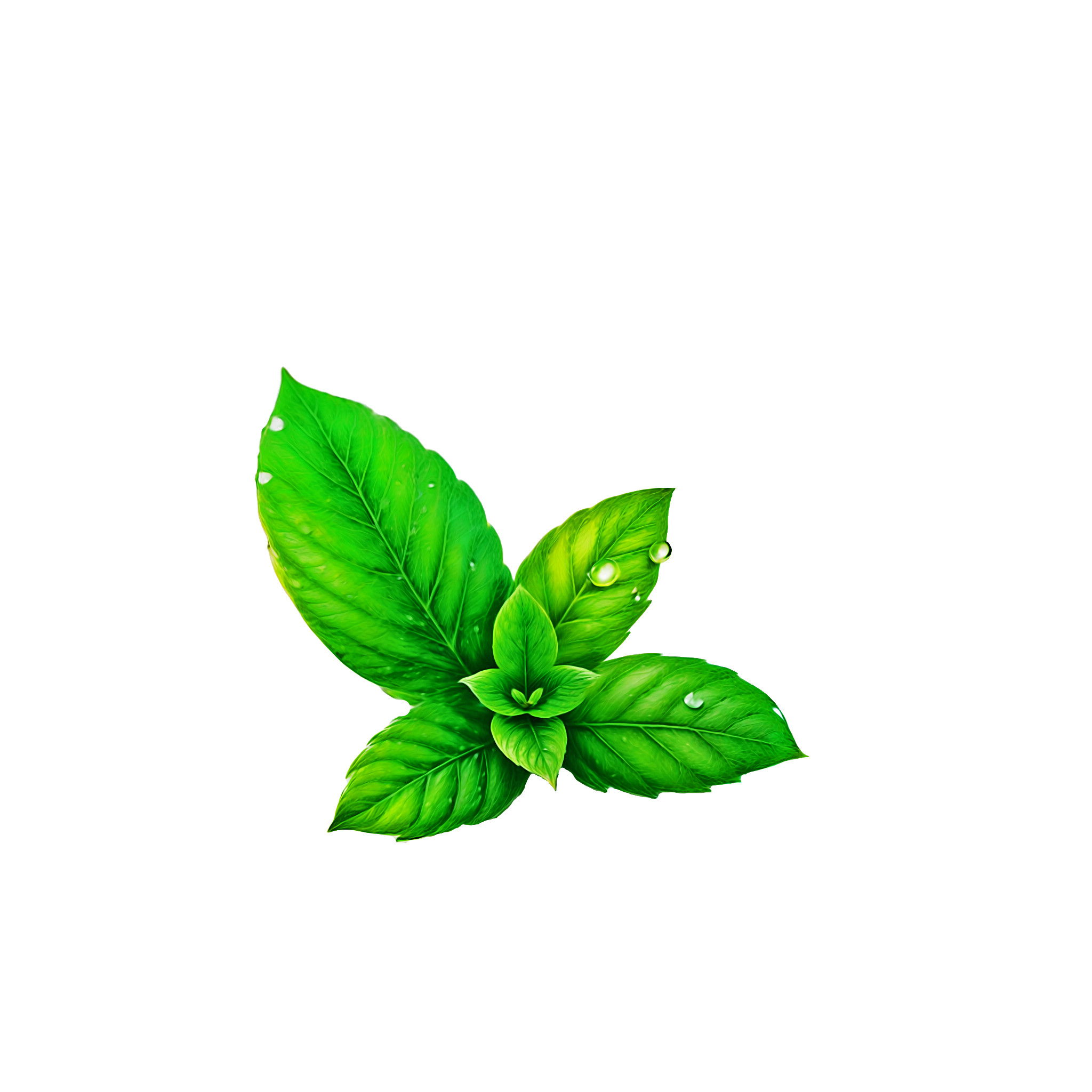 Mint Leaf